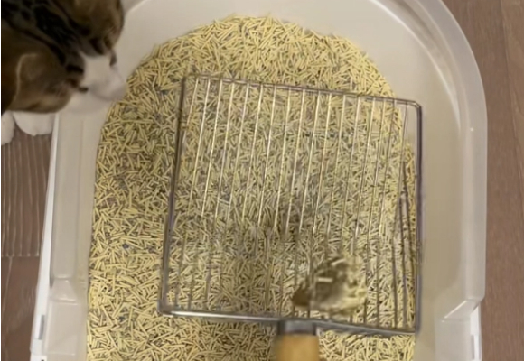 哪个牌子的猫砂除臭效果好?Pidan混合猫砂带来清新革命! 哪个牌子的猫砂除臭效果好?Pidan混合猫砂带来清新革命!