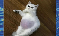 容易诱发猫传腹的原因是什么