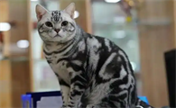 母猫绝育手术大概要花费多长时间？