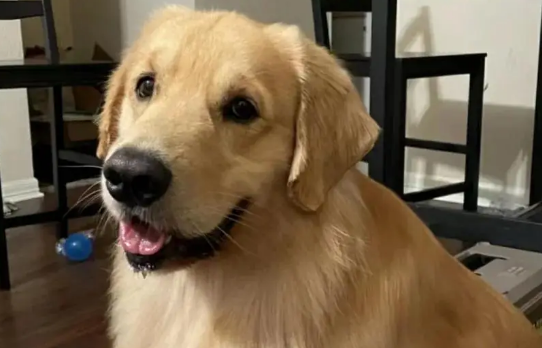 小狗咳嗽吐白色粘液怎么回事