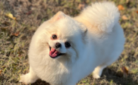 狗狗胰腺炎最怕的三种蔬菜