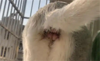 猫咪屁股红肿会自愈么