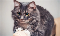 猫咪乳牙未脱落会影响新牙生长吗
