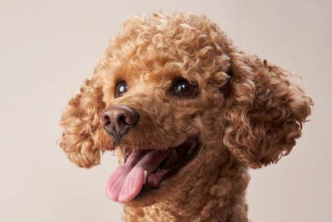 泰迪不吃不喝不拉不吐没精神 泰迪不吃不喝不拉不吐没精神