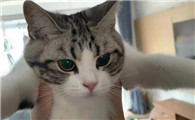 干性猫传腹食欲好