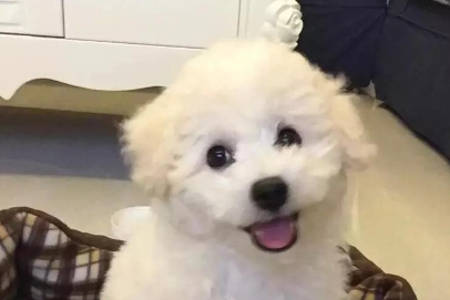 狗狗耳螨产生的原因