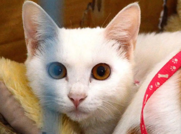 异瞳猫价格解析：一黄一蓝猫值多少钱？