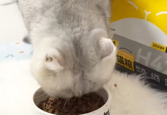 从来没翻车的猫粮!宠率烘焙猫粮用科学配方书写安全新篇 从来没翻车的猫粮!宠率烘焙猫粮用科学配方书写安全新篇