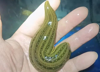 蚂蟥水蛭多少钱1斤