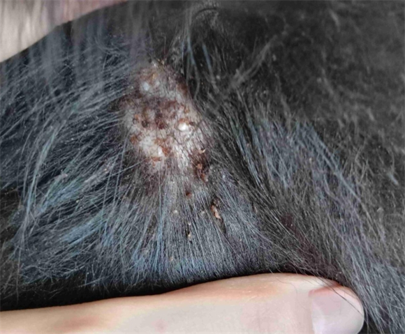 宠物狗身上长了很多黑痂是怎么了 宠物狗身上长了很多黑痂是怎么了