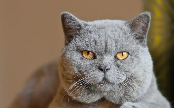 猫咪鼻孔边缘有黑痂 猫咪鼻孔边缘有黑痂