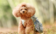 从萌宠到美颜:揭秘泰迪犬几个月开始展现迷人风采