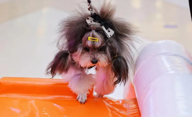 封面新闻宠物联萌:70 万爱心值背后的数字温度 封面新闻宠物联萌:70 万爱心值背后的数字温度