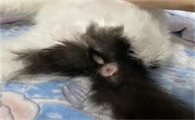 猫咪大便后肛门不干净有血