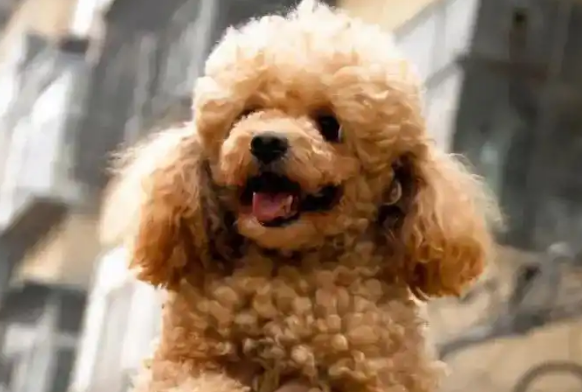 泰迪犬智商是狗狗界的'爱因斯坦'！为什么？