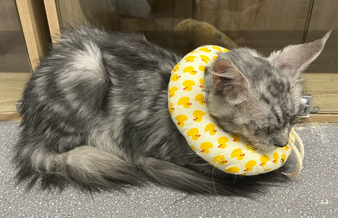 猫磨牙是什么原因 猫磨牙是什么原因