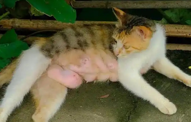 猫奶涨的硬硬的怎么办 猫奶涨的硬硬的怎么办