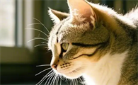 健康的猫咪是什么样的