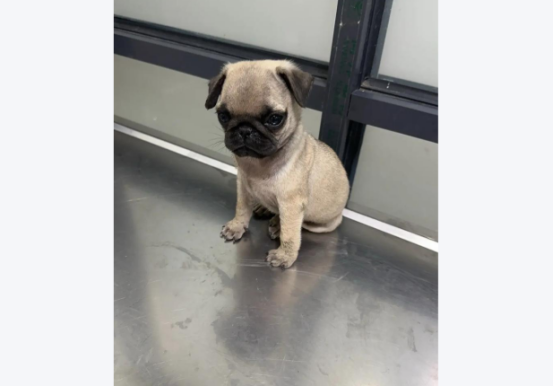 “星期狗”官司判了,宠物店“退一赔三”! “星期狗”官司判了,宠物店“退一赔三”!