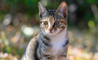 猫咪有鼻屎正常吗鼻子不湿