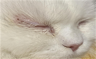 猫猫眼睛周围泛红
