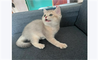 宠物猫为什么踩奶咕噜咕噜