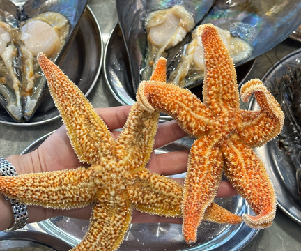 海星能烤着吃吗