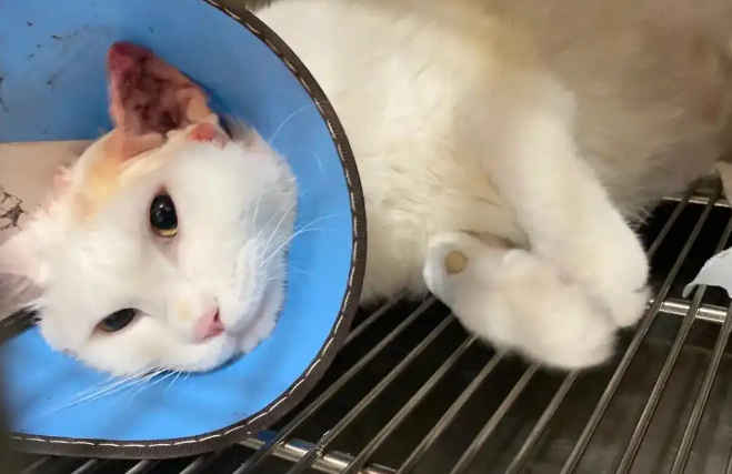 猫耳朵发炎怎么治 猫耳朵发炎怎么治