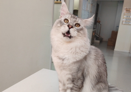 猫咪疝气能自愈吗