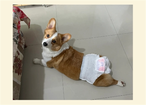 宠物狗来大姨妈注意什么呢