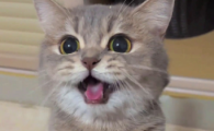 猫咪喉咙一直震动很大怎么回事