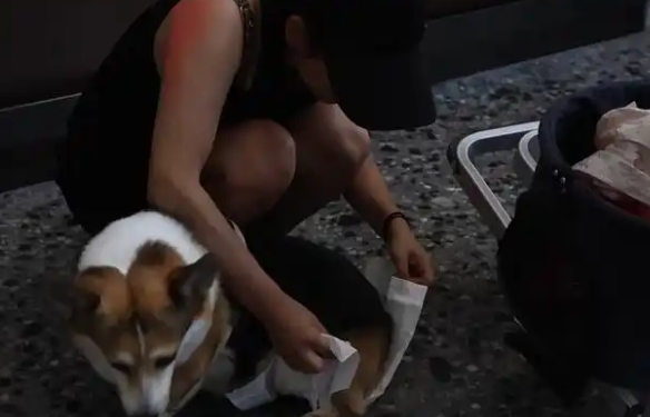 暑运宠物出行服务升级 还有“毛孩子”专属特色游上新 暑运宠物出行服务升级 还有“毛孩子”专属特色游上新