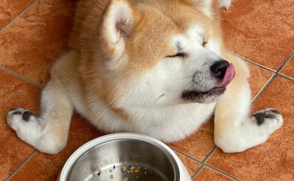 多少钱一斤的狗粮品牌比较好?宠率狗粮凭高性价比引人注目 多少钱一斤的狗粮品牌比较好?宠率狗粮凭高性价比引人注目