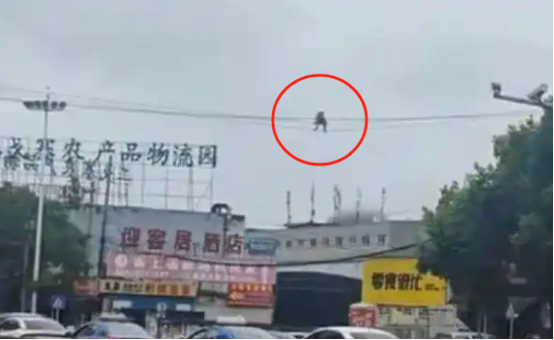 贵阳街头一只猴在高空走电线,当地:正常现象 贵阳街头一只猴在高空走电线,当地:正常现象