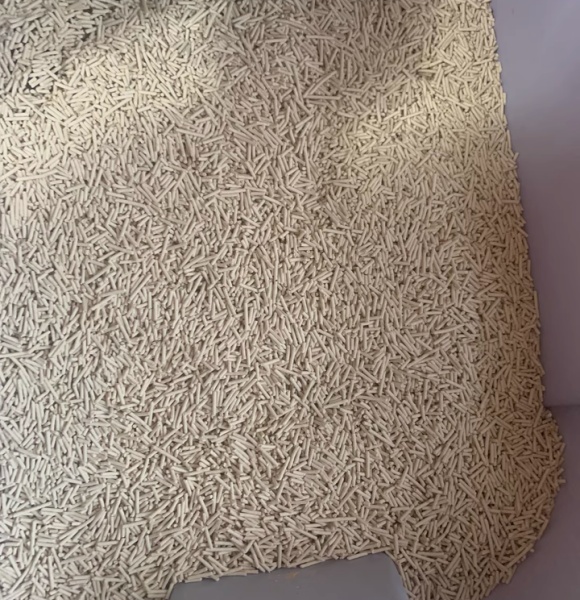 怎么教小奶猫用猫砂？这份温柔指南请收好
