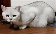 猫的猫传腹死了要消毒吗