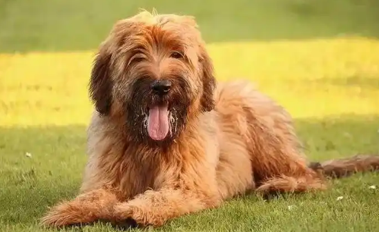 伯瑞犬能听懂指令吗?答案在这里! 伯瑞犬能听懂指令吗?答案在这里!