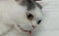母猫夏天可以绝育吗