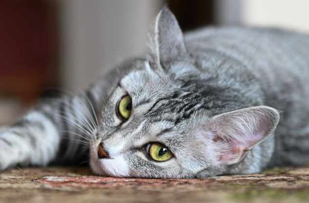 猫舔人是什么意思还用爪子抓挠 猫舔人是什么意思还用爪子抓挠