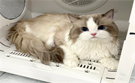 猫咪孕吐是什么样的