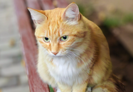 猫咪打完疫苗发烧45度正常吗 猫咪打完疫苗发烧45度正常吗