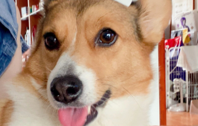 狗粮过敏对狗有什么影响