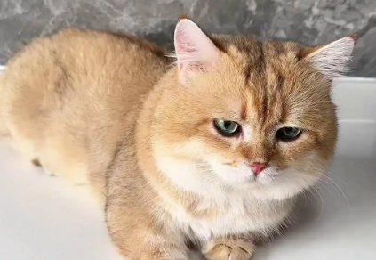 猫在什么情况容易得猫癣 猫在什么情况容易得猫癣