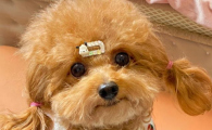 幼犬得了细小有什么症状