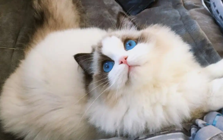 猫咪便秘时能给它按摩肚子吗 猫咪便秘时能给它按摩肚子吗