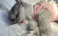 猫咪子宫蓄脓必须做手术吗