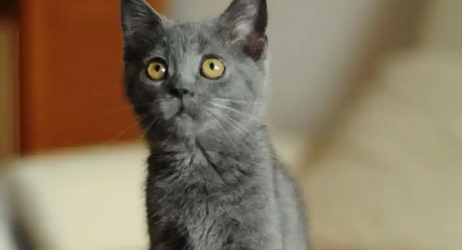 4个月的猫咪是幼猫还是成猫 4个月的猫咪是幼猫还是成猫