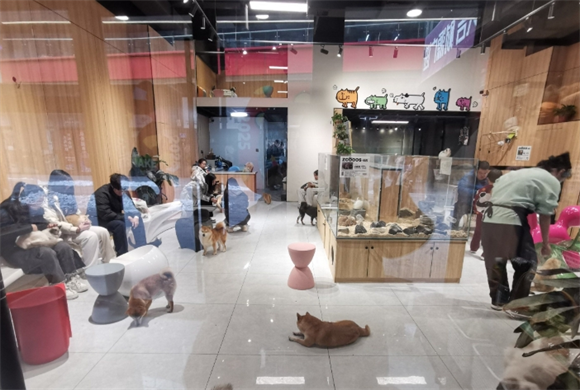 名宠派很出名吗 名宠派很出名吗