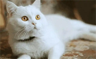 猫抽搐可能是哪些健康问题引起的