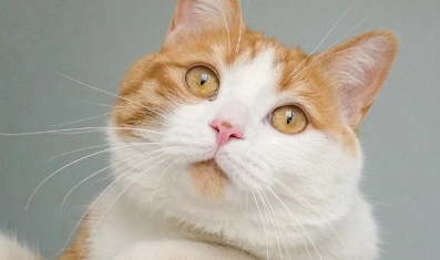 猫多大就不长猫癣了